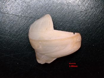 Media type: image;   Malacology 232049 Description: outside view of valve;  Aspect: exterior